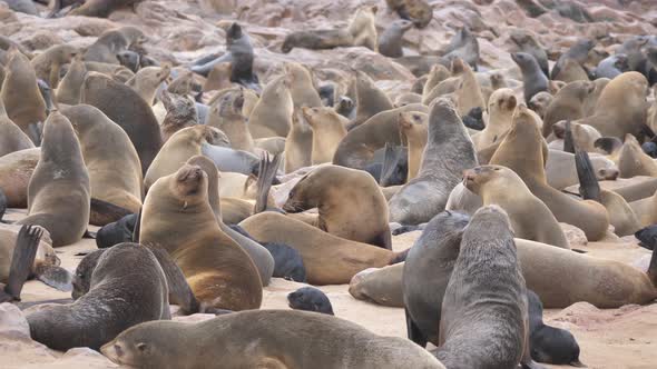 Sea lion colony at Cape Cross Seal Reserve in Namibia