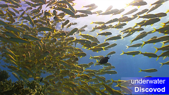 Shoal of Yellow Fish on Coral Reef 12