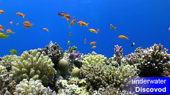 Colorful Fish on Vibrant Coral Reef 35
