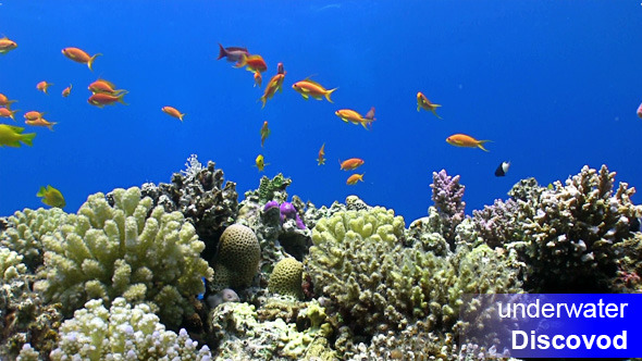 Colorful Fish on Vibrant Coral Reef 35 alt
