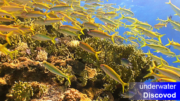 Shoal of Yellow Fish on Coral Reef 15