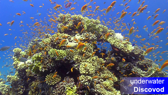 Shoal of Red Fish on Coral Reef 7