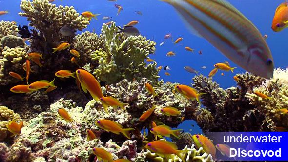 Colorful Fish on Vibrant Coral Reef 36