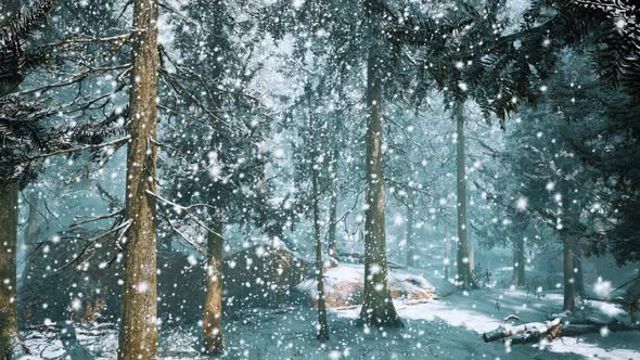 Heavy Snowstorm in Conifer Forest alt