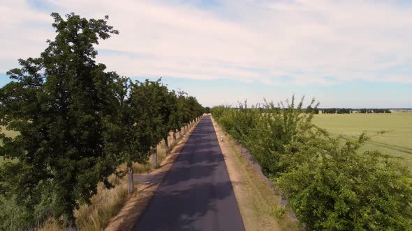 Slow flight over narrow road past trees.Spectacular aerial view flight fly backwards drone footage