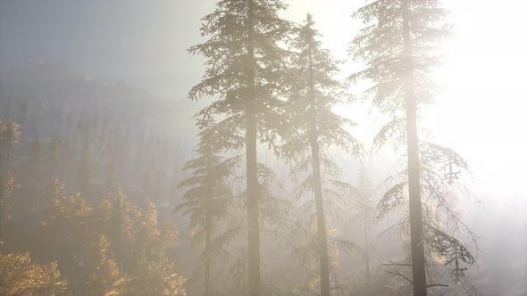 Calm Moody Forest in Misty Fog in the Morning