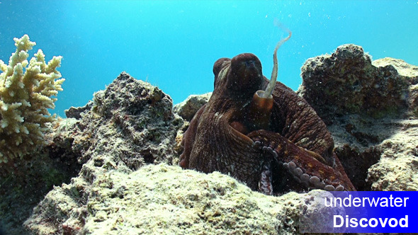 Octopus On Coral Reef