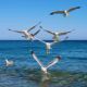 Ocean Waves and Seagulls Sounds