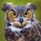 Owl Sound Effect