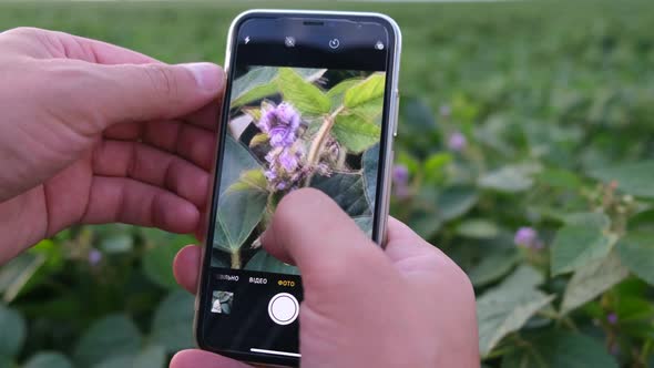 Closeup Technology of Smart Soybean Cultivation Tested with a Smartphone