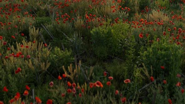 Poppy Field at Sunrise  Aerial View