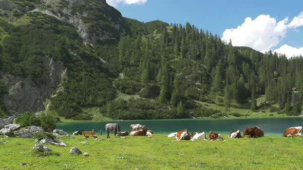Wide angle clip of Cows lazing along a lakeside in Tyrol Austria