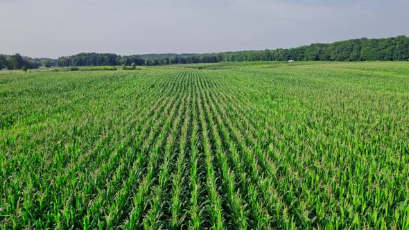 Beautiful Summer Landscape of a Corn Field