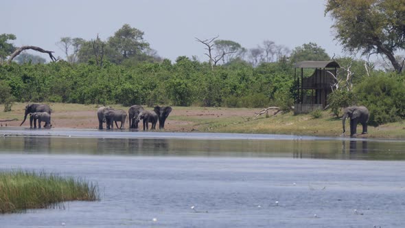 Herd of African Bush elephants drinking from a lake