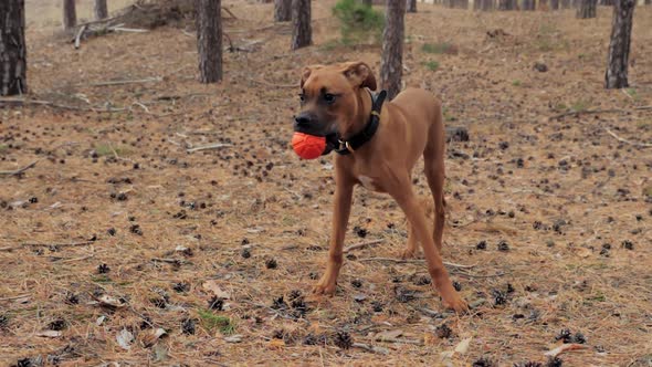 Funny Young Boxer Dog Holds the Ball in His Teeth and Looks Around in the Pine Forest
