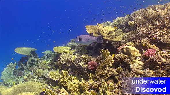 Pufferfish on Coral Reef