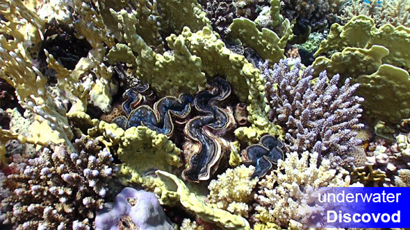 Colorful Sponge on Vibrant Coral Reef