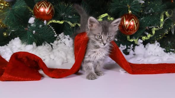 A Beautiful Gray Kitten Sits Under a Christmas Tree