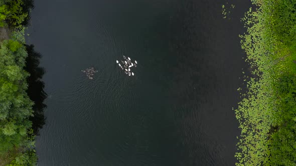 Aerial View of a Flock of White and Gray Ducks Floating on a River Surrounded By Trees