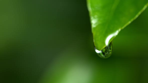 Super Slow Motion Shot of Droplet Falling From Fresh Green Leaf at 1000Fps