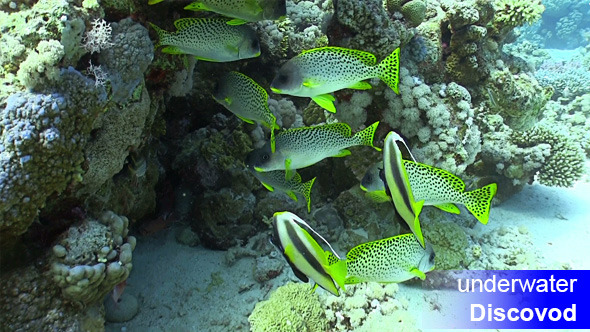 Shoal of Yellow Fish on Coral Reef