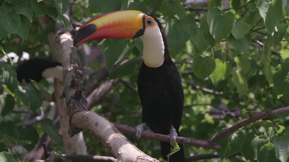 Toucan looking around intently