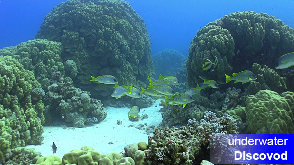 Shoal of Yellow Fish on Coral Reef 