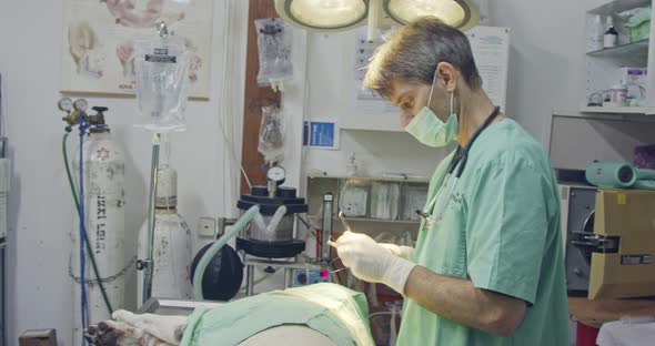 Veterinary surgery - Veterinarian operating a white dog in a pet clinic