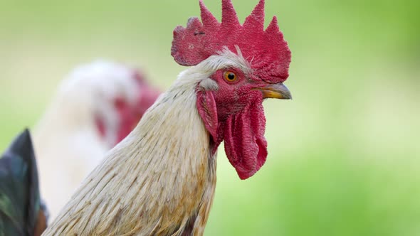 Closeup Portrait of a Rooster