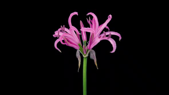 Time-lapse of opening pink nerine lily with ALPHA channel