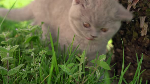 Little British Lopeared Kitten Chews Green Grass in the Garden