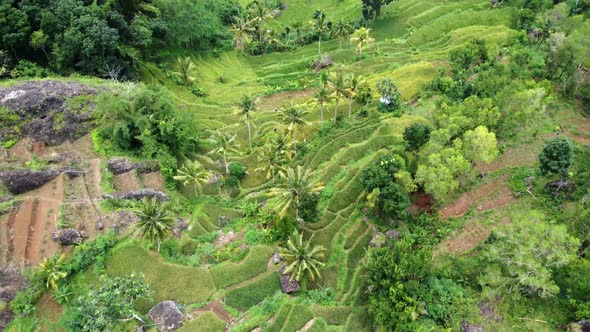 Indonesia rice terraces field and rocks Aerial view taken from drone camera. can be used for the pro