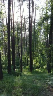 Vertical Video of a Forest with Trees