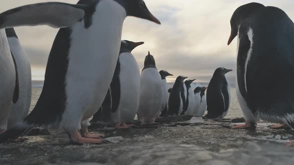 Gentoo Penguin Stand on Frozen Ice Rock Shore