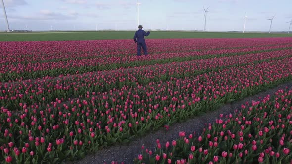 Tulip field