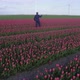 Tulip field - VideoHive Item for Sale