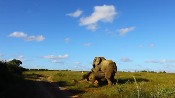 Young bull elephants try to dominate and older bull elephant, Loxodonta africana by standing on top