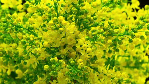 Spring Yellow Flowers Bloom on the Bush