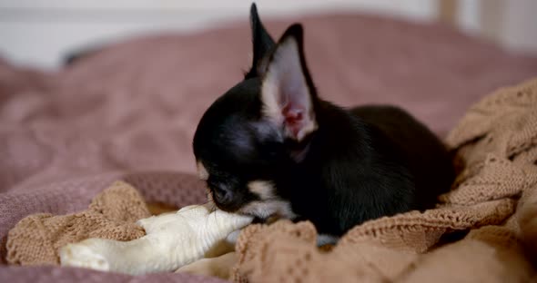 Charming Puppy of Toy Terrier Is Gnawing Chicken Leg Lying on Bed