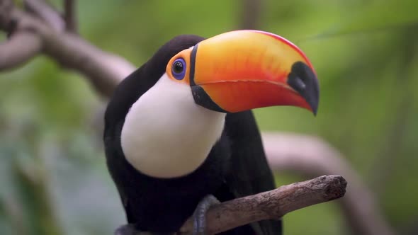 Exotic toco toucan bird sitting on a tree branch in wilderness, handheld slow motion close up