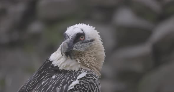 Bearded Vulture Gypaetus Barbatus Detail Portrait of Rare Mountain Bird