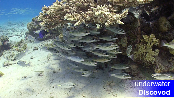 Colorful Fish on Vibrant Coral Reef 5