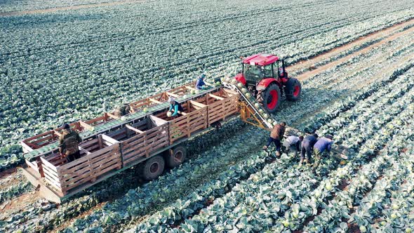 Farmers are Using Conveyor to Load Cabbage Into a Tractor