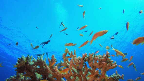 Underwater Sea Tropical Life