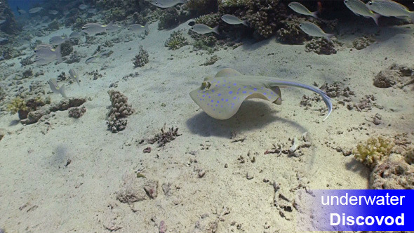 Blue Spotted Stingray Under The Coral Reef
