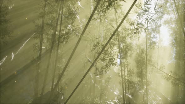 Asian Bamboo Forest with Morning Fog Weather