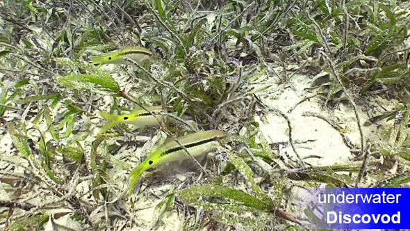 Colorful Fish In Green Algae