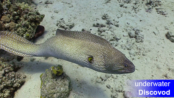 Moray on Coral Reef 