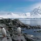 Gentoo Penguins - VideoHive Item for Sale