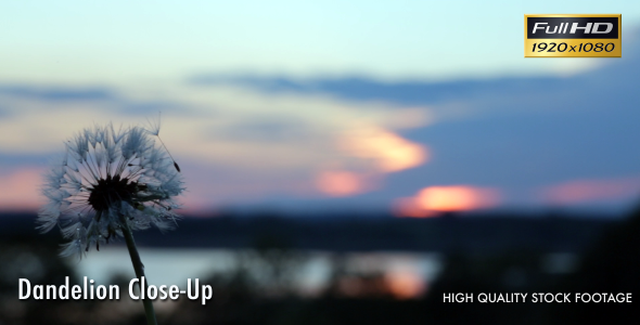 Dandelion Close-Up